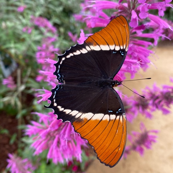 Meet your Posher, Allen - Picture 1 of 1